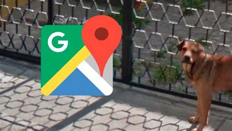 Google Maps perritos fueron captados en curiosa situación y su imagen