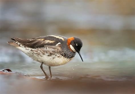 Great Skua Bird Facts | Stercorarius Skua