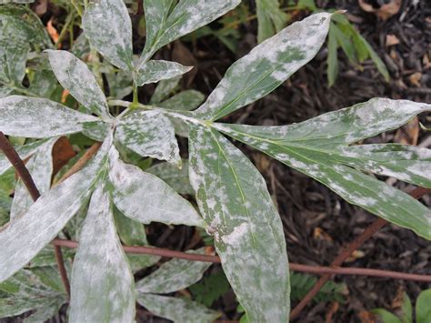 Causes And Treatments For Powdery Mildew On Peonies Powdery Mildew