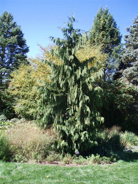 Weeping Alaskan Cedar Rotary Botanical Gardens