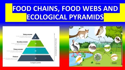 Food Chains Food Webs Ecological Pyramids Ecosystem Hot Sex Picture