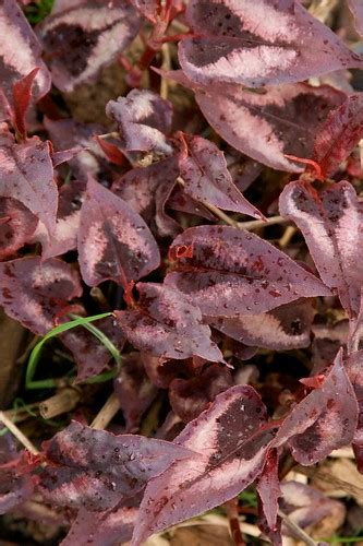 Persicaria Red Dragon V April 18 2011 196 Scott Weber Flickr