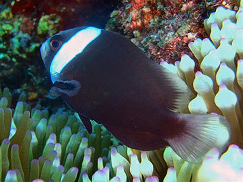 Rare melanistic clownfish collected in Philippines