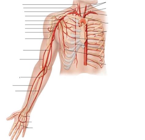 Arm Arteries Diagram Quizlet