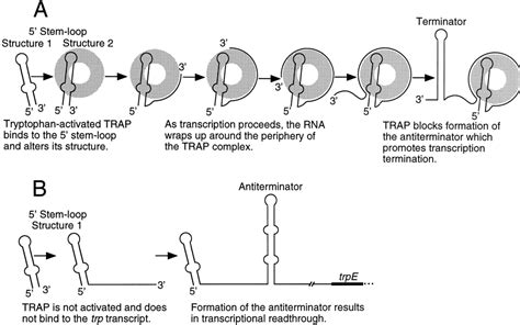 Figure From Selection And Structural Characterization Of Novel