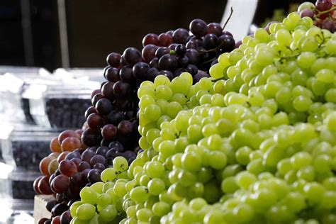 PERÚ TERCER EXPORTADOR MUNDIAL DE UVAS FRESCAS LOS VIÑEDOS