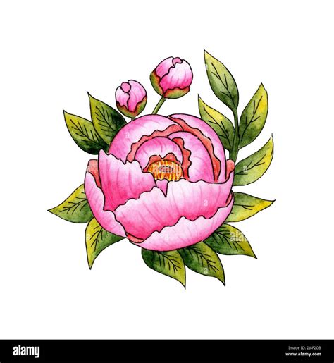 Watercolor illustration of pink peony flower and leaves. Beautiful ...