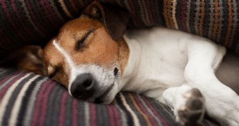 Why Do Dogs Bark In Their Sleep Reasons And What To Do Puplore