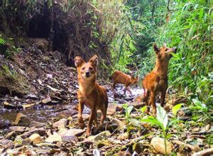 Laos' National Day for Wildlife Conservation Shows its Dedication to ...