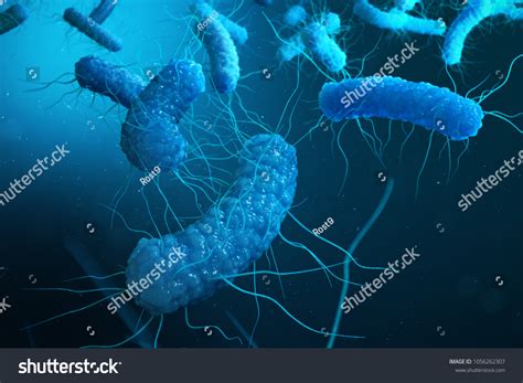 Enterobacterias Gram Negativas Proteobacterias Bacterias Como