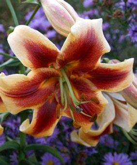 Lilium ot 'Robert Swanson' - GARDENIDEA