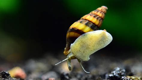 Assassin Snail Care Size Diet Feeding And Tankmates Video