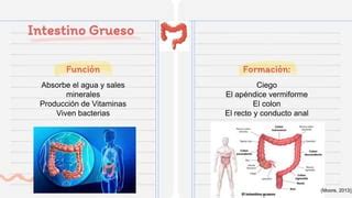 Intestino Grueso MF (1).pptx