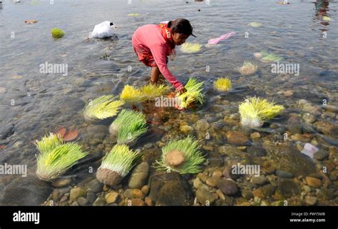 Jammu Indian Controlled Kashmir 18th Oct 2018 A Hindu Devotee