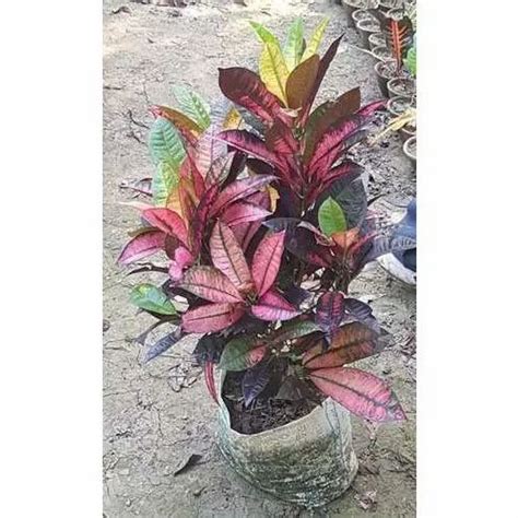 Indoor Croton Plant at Rs 31/piece | क्रोटोन प्लांट in South 24 ...