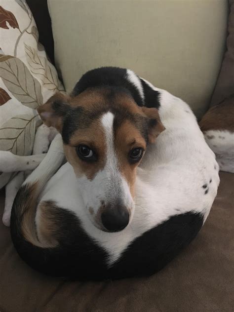 My beagle/whippet mix likes to curl up like a cat. http://ift.tt/2sjFK1M | Whippet dog, Beagle ...