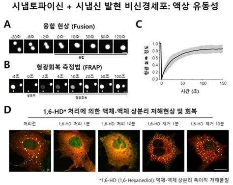 779 생명 에너지의 구조 뇌 속 신경전달물질 주머니 어떻게 스스로 뭉쳐있나 시냅스소낭들이 서로 단단히 뭉쳐있음에도