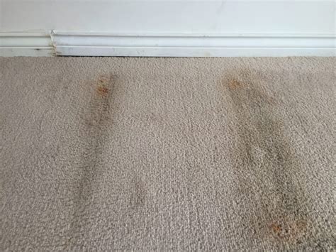 Will carpet cleaner kill mold