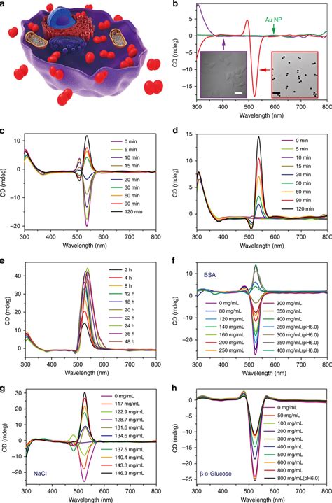 Temporal Progressions Of Chiroptical Activity Of Np Dimers For