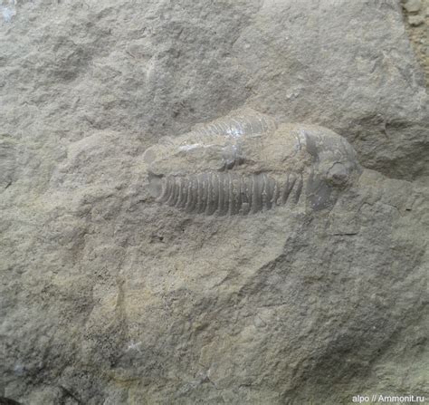 трилобит. средний кембрий - определение