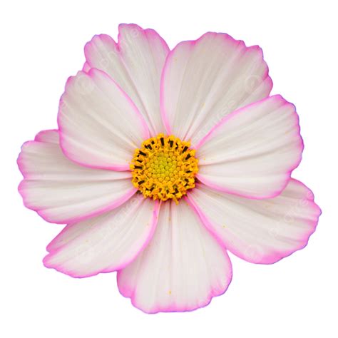 A Small Pink White Flower Pink Fresh Flowers Beautiful PNG