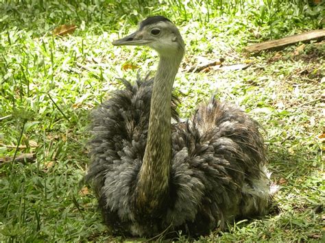 Emu Big Bird Green - Free photo on Pixabay - Pixabay