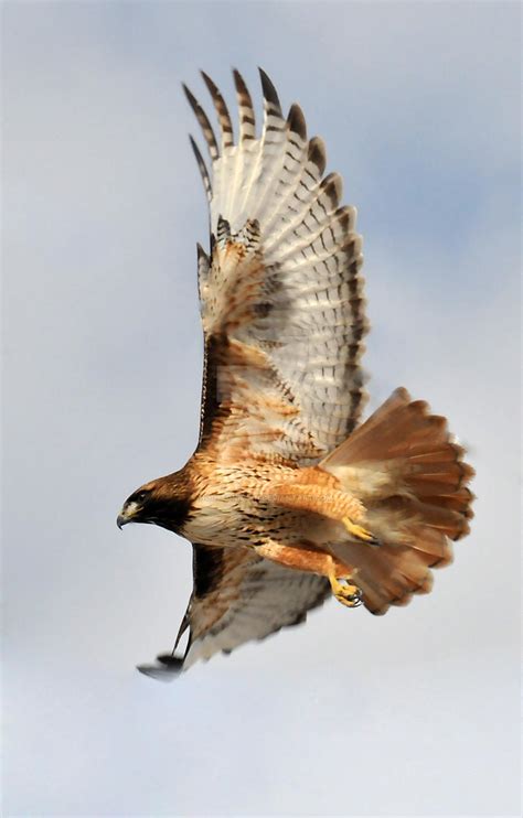 Redtailed Hawk Flying Nephi by houstonryan on DeviantArt