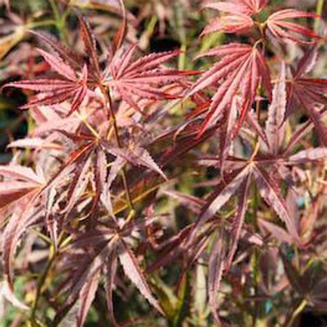 Acer Palmatum Red Pygmy Japanese Maple Essence Of The Tree