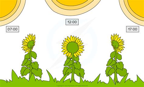 Edexcel IGCSE Biology Double Science 复习笔记 1 1 5 Living Organisms