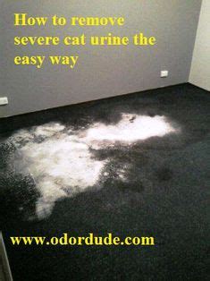 7 Cat Urine Odor Removal ideas | cat urine smells, cat urine, urine odor