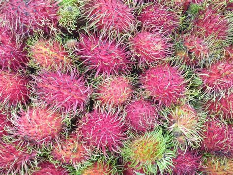 Red Rambutan Fruit Stock Photo Image Of Tropical Fruits 16449848