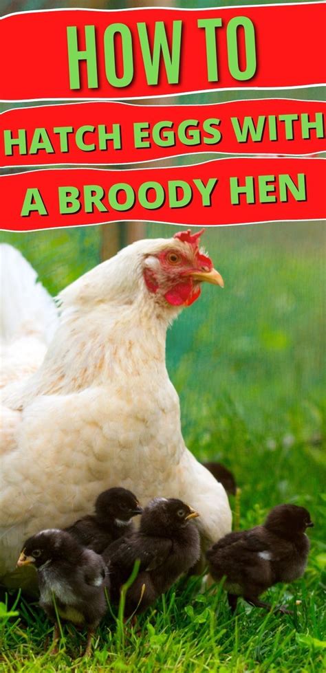 How To Hatch Eggs With A Broody Hen Artofit