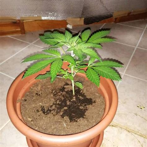 Sensi Seeds Big Bud Grow Diary Journal Week3 By AmsterGathe GrowDiaries