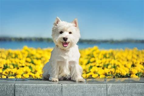 What Are The Best Small Dogs For Seniors