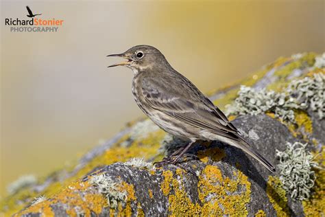 Eurasian Rock Pipit - Birds Online | Website of photographer Richard ...