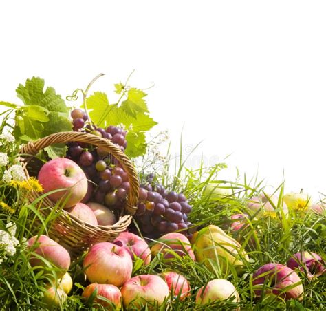 Cesta De Manzanas Y De Uvas En La Hierba Foto De Archivo Imagen De