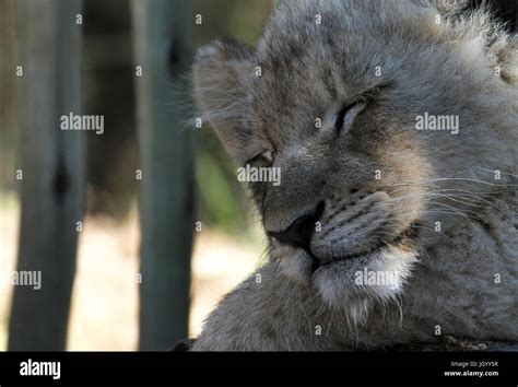 Baby lion sleeping hi-res stock photography and images - Alamy