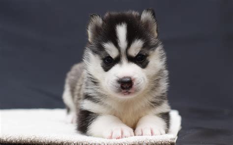 Baby Huskies Wallpapers - Wallpaper Cave