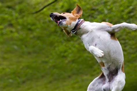 How to Train Your Dog to Back Flip | Wag!