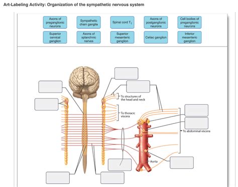 Labeled Autonomic Nervous System Diagram