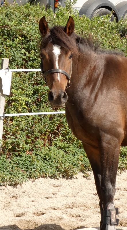 Poney Fran Ais De Selle Kalina Des Allees Ans Chevalannonce