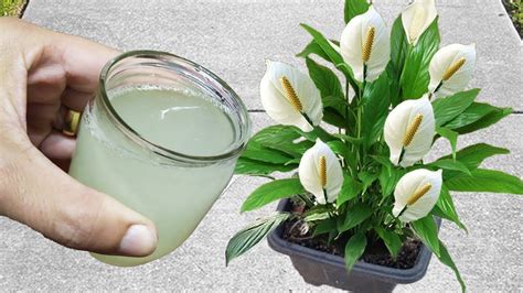 Incrível ADUBO MAIS FÁCIL PARA FLORAÇÃO FAZ ESTOURAR DE TANTAS