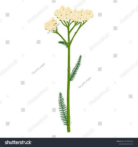 Flower Yarrow Achillea Millefolium Vector Drawing Stock Vector Royalty Free 2197834331