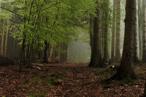 Wallpaper Sunlight Trees Nature Green Morning Mist Tree Autumn