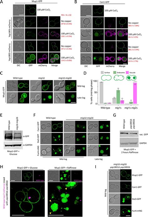 Increased Yap180102 Increases Rates Of Cargo Endocytosis A B