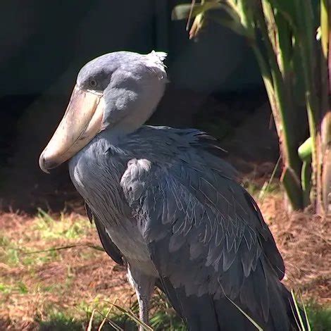 ranboo as shoebill storks on Twitter: "𓅟₊˚. ༘ shoebill fact !! ₊˚. ༘ 𓅟 jorts do not come in ...