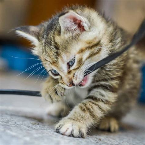 Eight Ways How To Get Cats To Stop Chewing On Cords