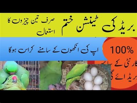 Ringneck Breeding Tips Ringneck Se Breed Lene Ka Tarika Urdu Hindi