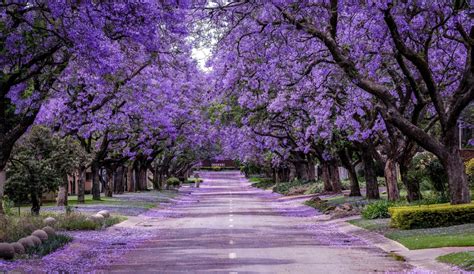 Jacarandas Cdmx Los Mejores Lugares Para Tomarte Fotos Con Las