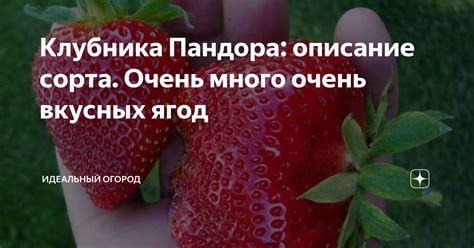 Клубника Пандора: описание сорта. Очень много очень вкусных ягод ...